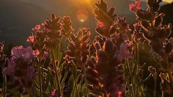 Sunset - Acherberg Alm - Oetz